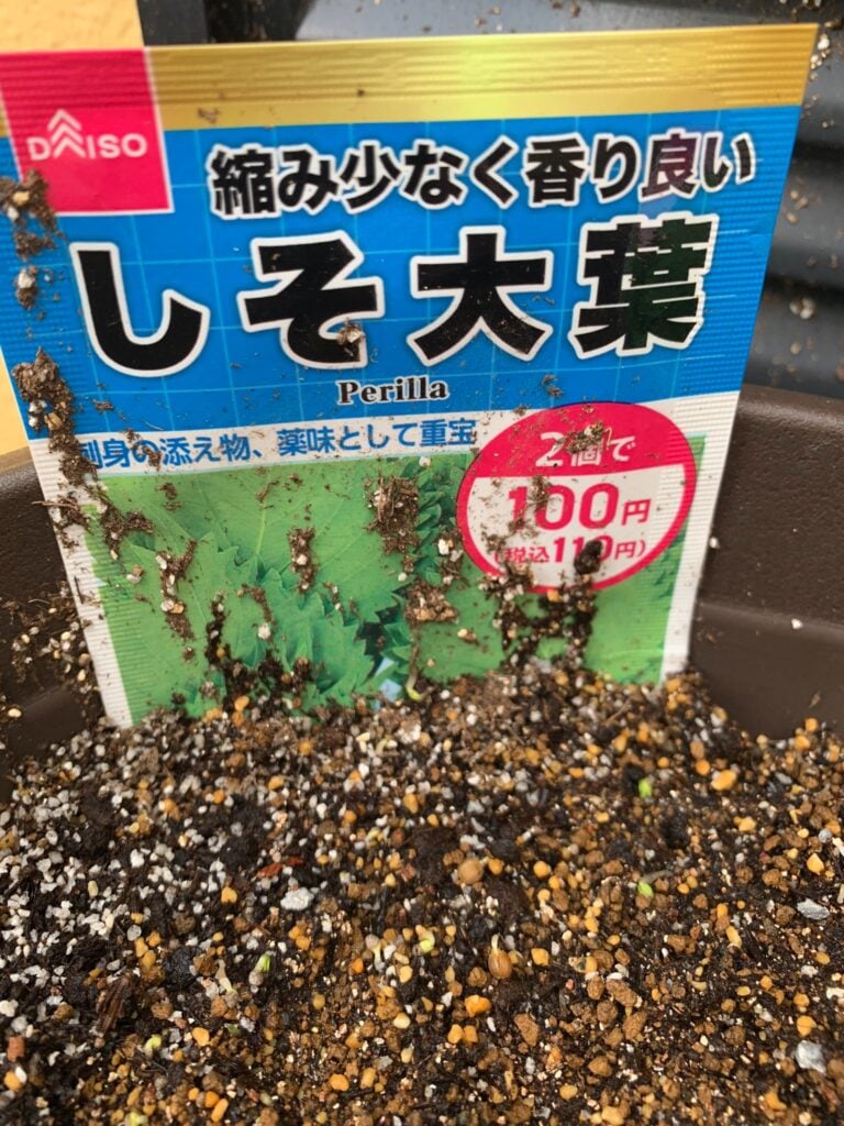 大葉 種 100均