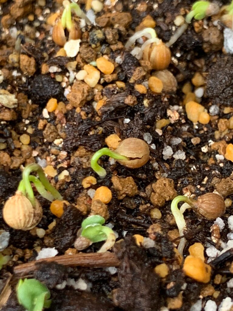大葉 種 100均