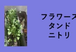 フラワースタンド ニトリ, フラワースタンド カインズ, フラワースタンド 無印, ニトリ 花台 木製, フラワースタンド 室内 ニトリ, フラワースタンド コメリ, フラワースタンド 屋外